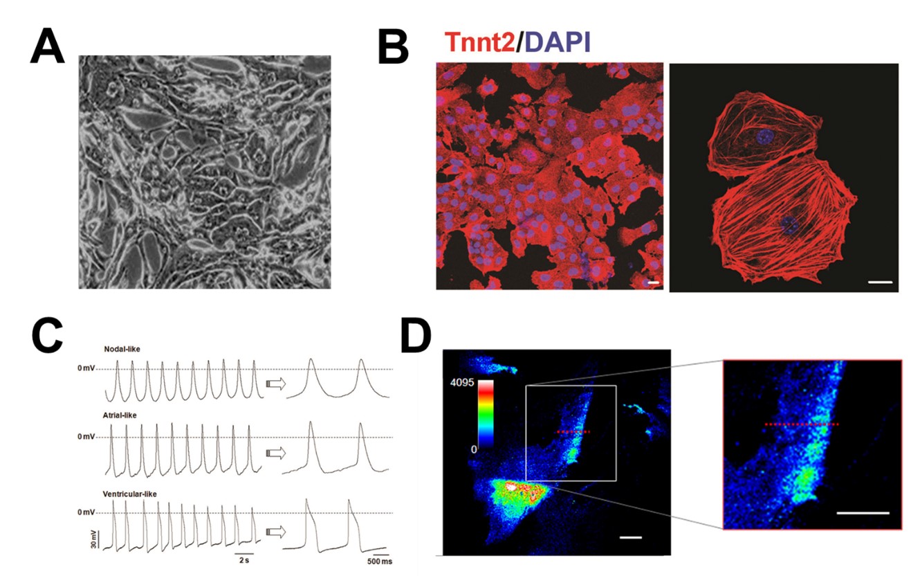 Figure 1 Figure 1