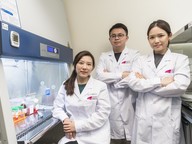 human neural stem cells